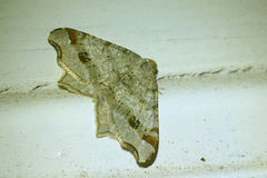 Sharp-angled Peacock (Macaria alternata)