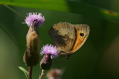 Meadow Brown (Maniola jurtina)