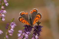 Ildgullvinge (Lycaena phlaeas)