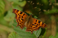 Hvit c (Polygonia c-album)