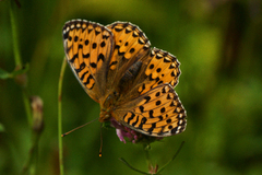 Dark Green Fritillary (Argynnis aglaja)