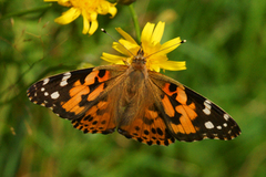 Painted Lady (Vanessa cardui)