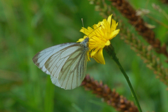 Rapssommerfugl (Pieris napi)