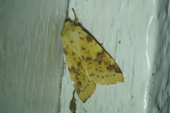 The Sallow (Xanthia icteritia)