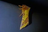 Fiolettbåndet gulfly (Xanthia togata)