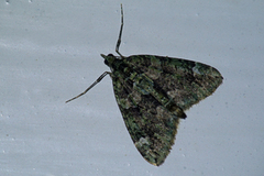 Red-green Carpet (Chloroclysta siterata)