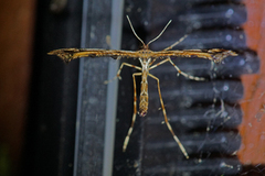 Lyngfjærmøll (Amblyptilia acanthadactyla)