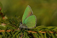 Grønnstjertvinge (Callophrys rubi)