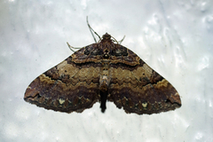 Shoulder-stripe (Anticlea badiata)