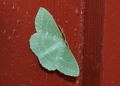 Large Emerald (Geometra papilionaria)