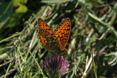 Dark Green Fritillary (Argynnis aglaja)