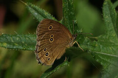 Ringlet (Aphantopus hyperantus)
