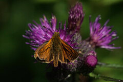 Large Skipper (Ochlodes sylvanus)