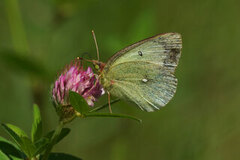 Moorland Clouded Yellow (Colias palaeno)