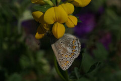 Sankthansblåvinge (Aricia artaxerxes)