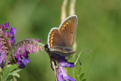 Mountain Argus (Aricia artaxerxes)