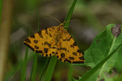 Speckled Yellow (Pseudopanthera macularia)