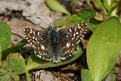 Grizzled Skipper (Pyrgus malvae)