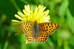 Queen of Spain Fritillary (Issoria lathonia)