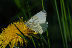 Green-veined White (Pieris napi)