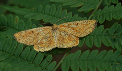 Orange Moth (Angerona prunaria)