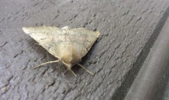 Scalloped Hazel (Odontopera bidentata)