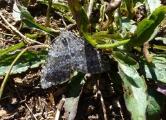 Grå bergmåler (Entephria caesiata)