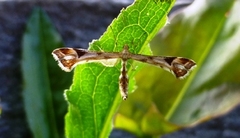 Triangle Plume (Platyptilia gonodactyla)