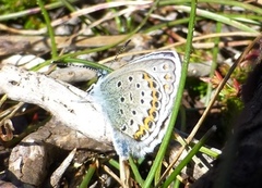 Idas blue (Plebejus idas)