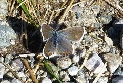 Argus-/idasblåvinge (Plebejus argus/idas)