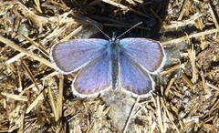 Silver-studded Blue (Plebejus argus)
