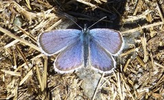 Argusblåvinge (Plebejus argus)