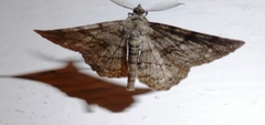 Willow Beauty (Peribatodes rhomboidaria)