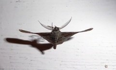 Willow Beauty (Peribatodes rhomboidaria)