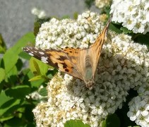 Painted Lady (Vanessa cardui)
