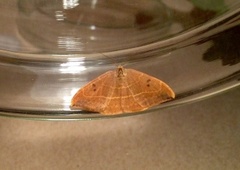 Oak Hook-tip (Watsonalla binaria)