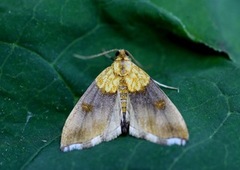 Agnbøkmott (Agrotera nemoralis)