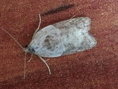 Marmorflatvikler (Acleris variegana)