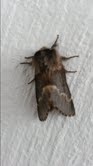 December Moth (Poecilocampa populi)