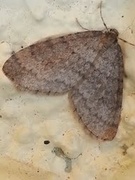 Winter Moth (Operophtera brumata)