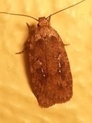 Common Flat-body (Agonopterix heracliana)