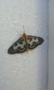 Small Magpie (Anania hortulata)