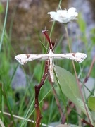 Triangle Plume (Platyptilia gonodactyla)