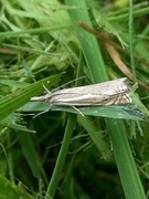 Hook-streaked Grass-Veneer (Crambus lathoniellus)