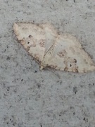 Hvit båndmåler (Xanthorhoe montanata)