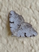 The V-Moth (Macaria wauaria)
