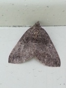 July Highflyer (Hydriomena furcata)