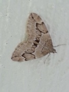 Juniper Carpet (Thera juniperata)