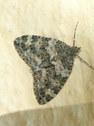 Autumn Green Carpet (Chloroclysta miata)
