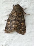 Brindled Ochre (Dasypolia templi)